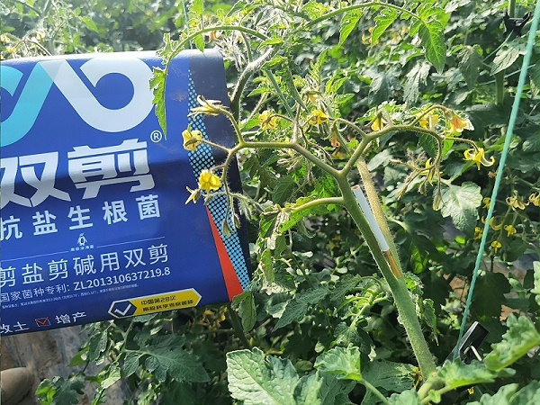 大棚番茄种植-山东莘县