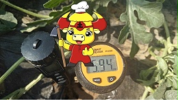 冷棚西瓜盐害早衰用双剪