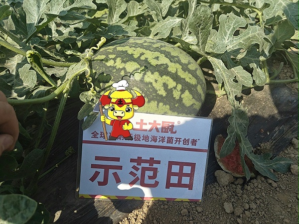 冷棚西瓜用肥-示范