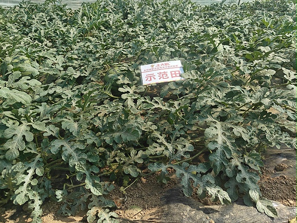 冷棚西瓜用肥-安徽