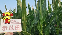 种玉米用微生物菌剂好吗？