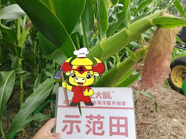 玉米追肥-土大厨