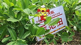 花生死棵的原因及防治