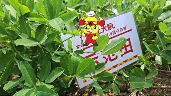 花生死棵烂苗-江苏