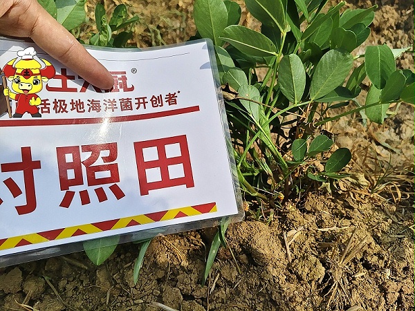 花生死棵烂苗-对照田