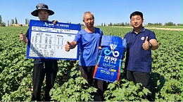 新疆棉花蕾期管理及双剪抗盐生根菌应用