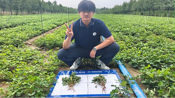 河南尉氏花生 用双剪抗盐生根菌