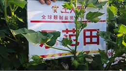 南疆棉花苗期管理和肥水管理要点