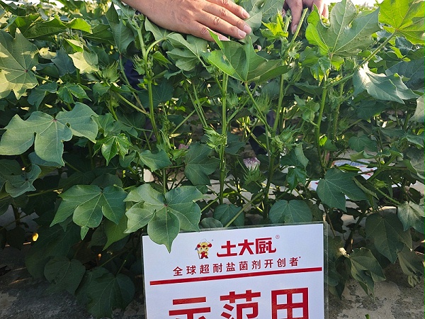 新疆沙湾棉花-土大厨