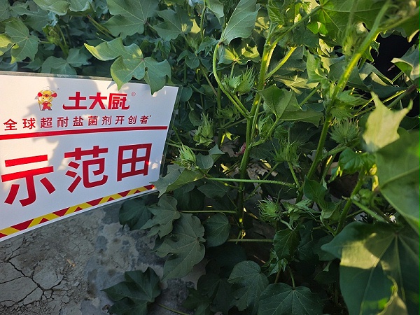 新疆沙湾棉花-土大厨菌剂