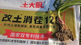 大蒜重茬死棵，用菌剂预防很重要