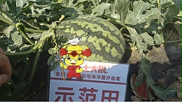 西瓜重茬的解决方法