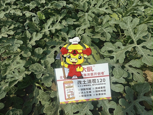 西瓜施肥-土大厨1