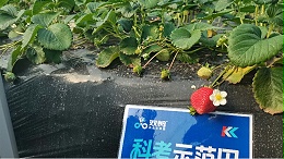 草莓盐害早衰不用愁，双剪抗盐解难题