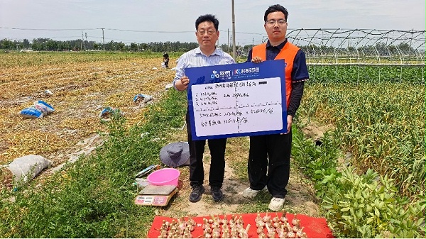 江苏邳州大蒜