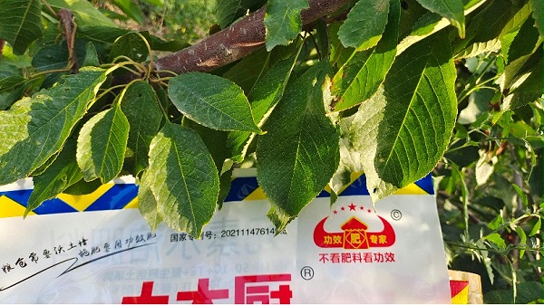 大樱桃的种植和管理技术-土大厨