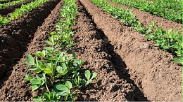 破解花生重茬困局，土大厨改土消茬120助力提质增产