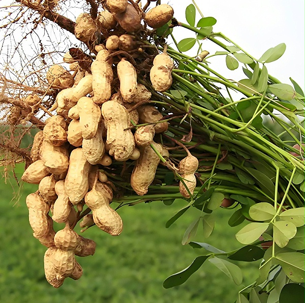 破解花生重茬困局