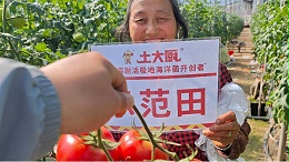 夏季大棚闷棚为何一年不如一年好？