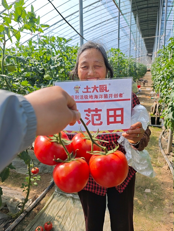 夏季大棚闷棚-江苏番茄