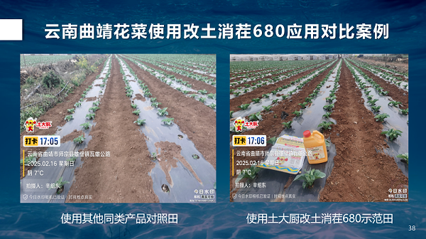 云南花菜对比