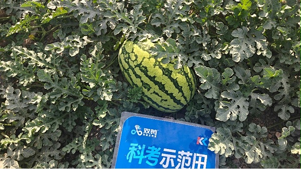 宁夏西瓜