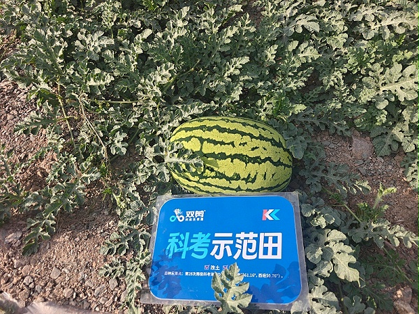 宁夏西瓜-双剪抗盐生根菌