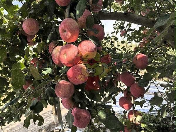 新疆阿克苏苹果