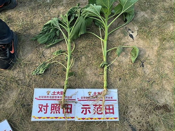 买肥料-内蒙葵花