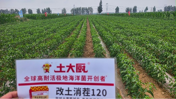辣椒重茬-用土大厨 (3)