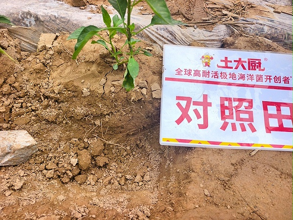 辣椒重茬-用土大厨 (2)