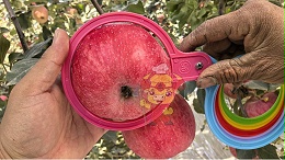 果实膨大和着色搞不懂？这篇文章来告诉你！