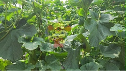 水溶肥，甜瓜基地种植户反馈