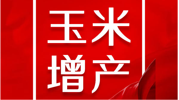 土大厨功效肥-玉米