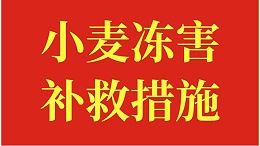 小麦冻害的补救措施，做好以下几点，产量有保障！