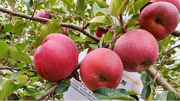 磷酸二氢钾叶面肥，经销案例