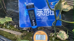 高温来袭，作物盐害早衰减产问题频发