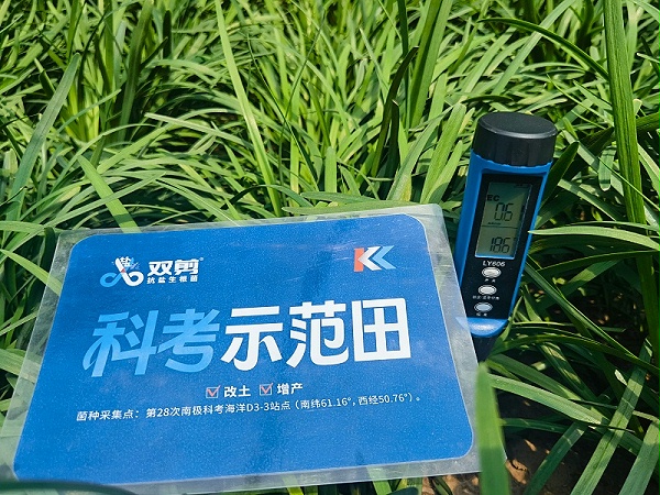 河北韭菜