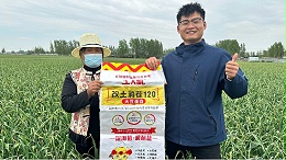 大蒜亩产上不去？解决盐害轻松增产