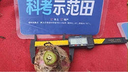 大蒜抽薹后管理：破解盐渍化困局，守护产量