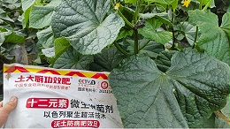 微生物菌剂如何选择？土大厨解析