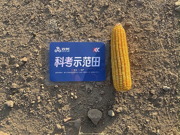 内蒙玉米-双剪抗盐生根菌