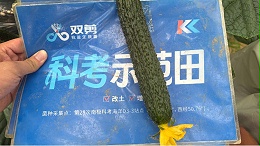 什么生根剂最好？菌剂产品提供新思路