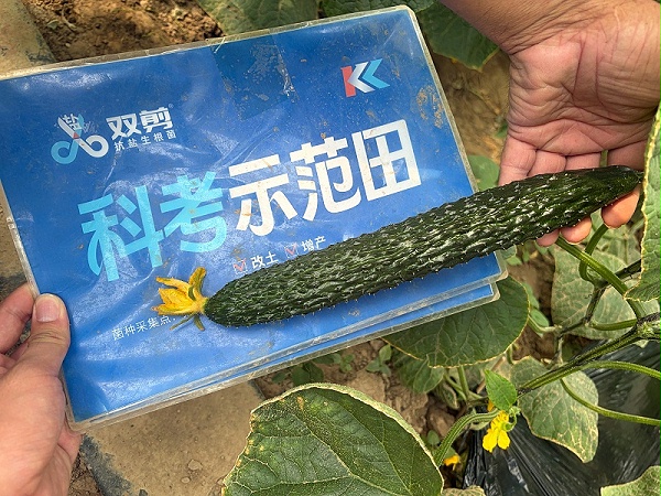 山东莘县黄瓜-双剪抗盐生根菌 