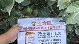 新疆盐碱地改良新方式