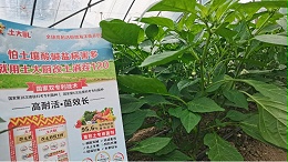 冬季大棚辣椒定植的高效管理