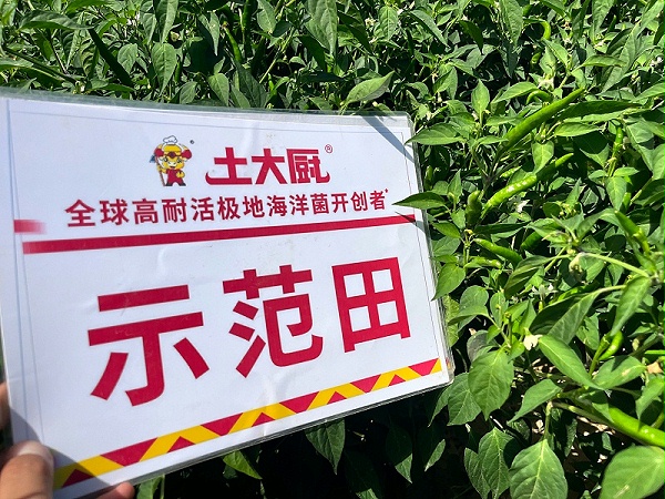 辣椒种植-土大厨