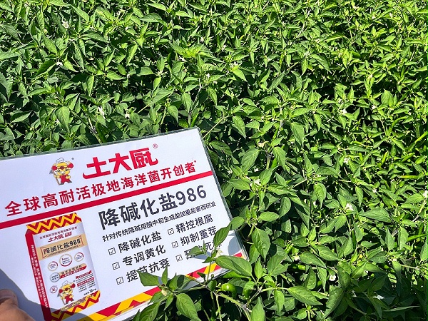 辣椒种植-土大厨