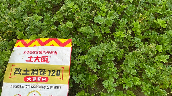 芹菜死棵烂苗-用土大厨