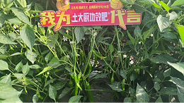 种辣椒用什么肥料高产？你知道吗？